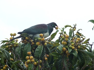  Kereru Wood Pigeon outside my kitchen window.